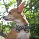 Dog Jacquard Silk Bow Tie “Maroon”